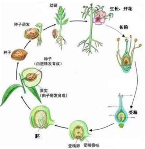 小五常識 植物的繁殖